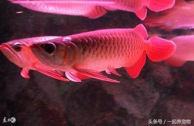 龍魚吐胃袋怎么處理，龍魚吐胃袋怎么處理龍魚吐胃袋：龍魚吐胃袋怎么辦龍魚吐胃袋怎么辦