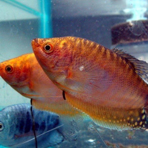 曼龍魚繁殖需要哪些條件？