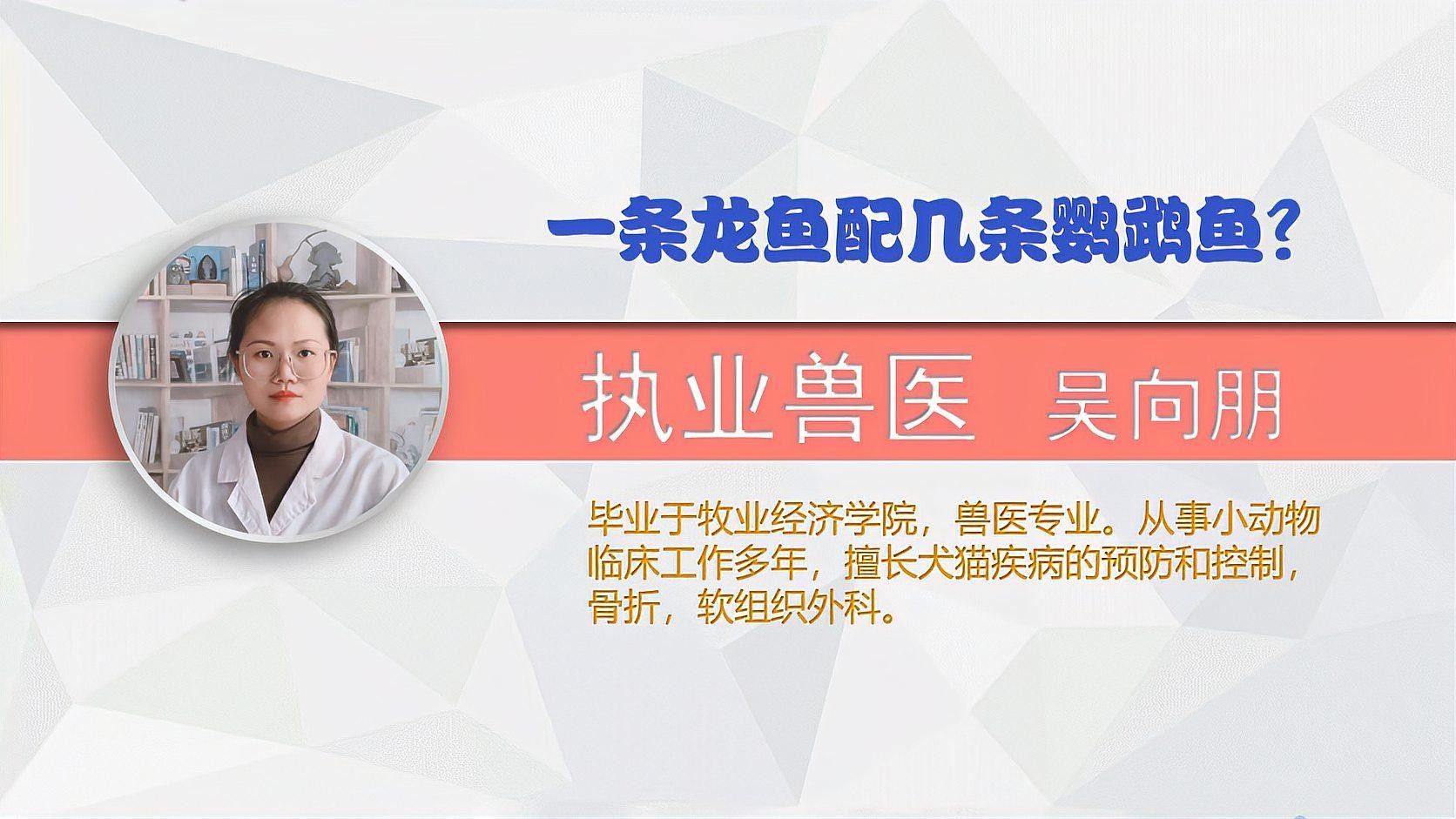 銀龍魚配幾條鸚鵡好