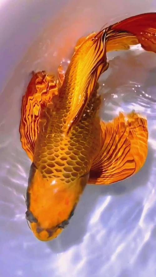 龍形錦鯉圖片