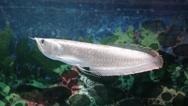 世界上最大的銀龍魚(yú)視頻圖片