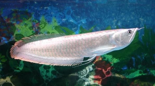 世界上最大的銀龍魚(yú)視頻圖片