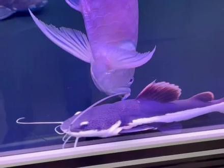 世界上最大的銀龍魚(yú)視頻圖片