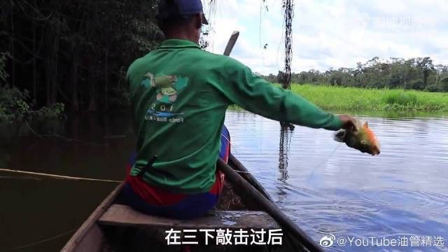 世界上最大的銀龍魚(yú)視頻圖片