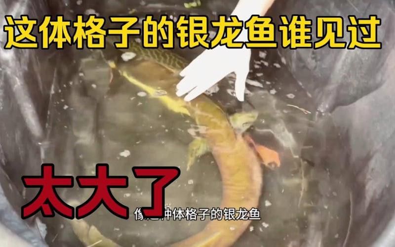 世界上最大的銀龍魚(yú)視頻圖片