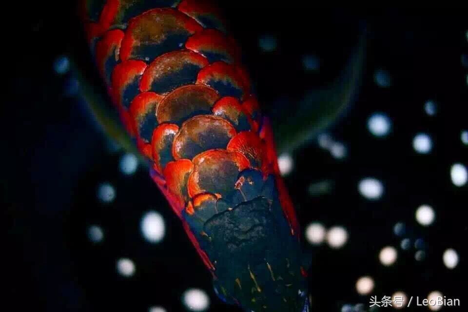 金龍魚鱗片發紅充血怎么辦