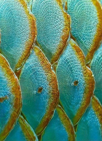 給我推薦一些金龍魚壁紙