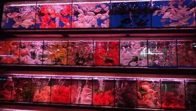 龍魚人工繁殖的是保護動物嗎：龍魚人工繁殖是否保護動物，