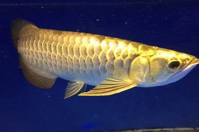 龍魚是否可以吃新鮮的肉（龍魚可以吃肉嗎）