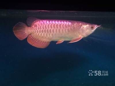 北京龍魚價格查詢最新：北京龍魚價格最新查詢