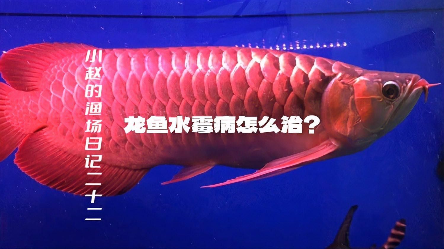升溫治療龍魚真菌感染的具體步驟