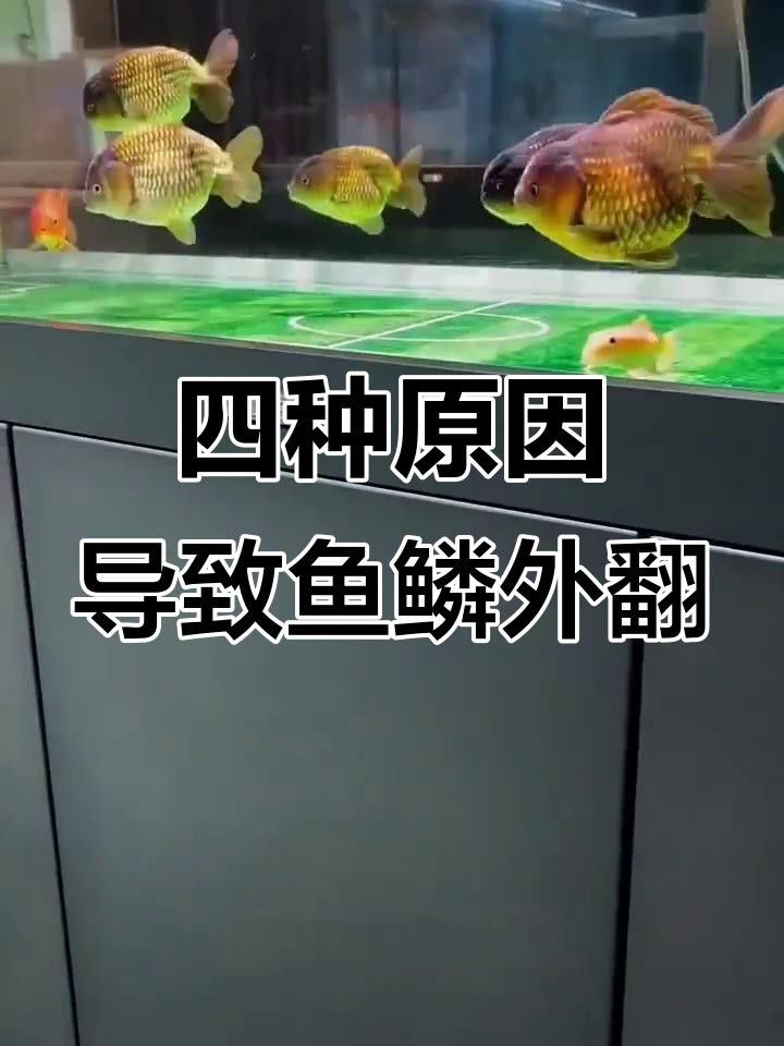 如何預(yù)防紅龍魚炸鱗？