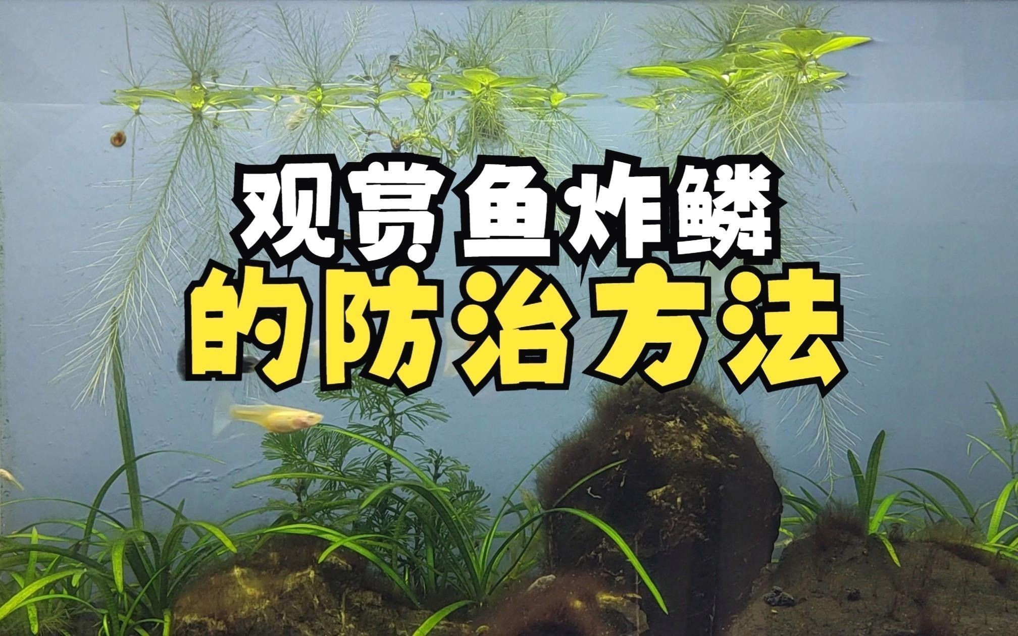 如何預(yù)防紅龍魚炸鱗？