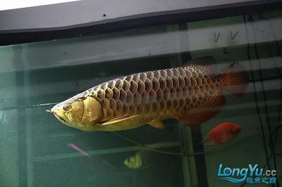 剛出生的金龍魚：剛出生的金龍魚大約1厘米大，看不出是龍魚，跟燈科小魚差不多 剛出生的金龍魚：剛出生的金龍魚大約1厘米大，看不出是龍魚，跟燈科小魚差不多 龍魚百科 第3張