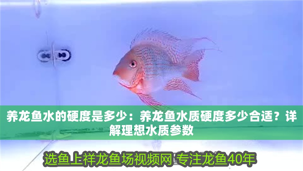 養龍魚水的硬度是多少：養龍魚水質硬度多少合適？詳解理想水質參數
