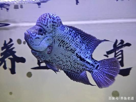 養龍魚水的硬度是多少：養龍魚水質硬度多少合適？詳解理想水質參數