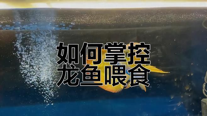 如何判斷高背紅龍魚是否吃飽？