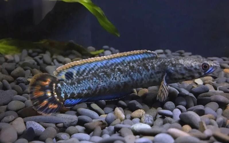 雷龍魚品種大全和圖片對比