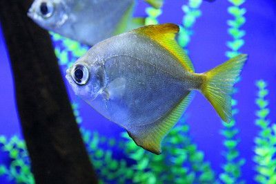 黃鰭鯧配龍魚可以嗎【黃鰭鯧與龍魚混養的成功案例】