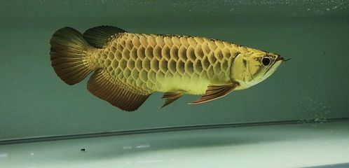 龍魚(yú)化石貼吧：龍魚(yú)化石的發(fā)現(xiàn)和特征
