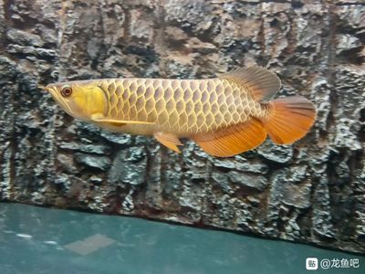 龍魚(yú)化石貼吧：龍魚(yú)化石的發(fā)現(xiàn)和特征