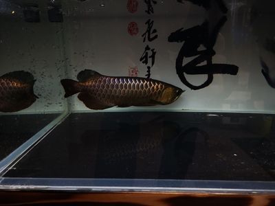 龍魚(yú)化石貼吧：龍魚(yú)化石的發(fā)現(xiàn)和特征