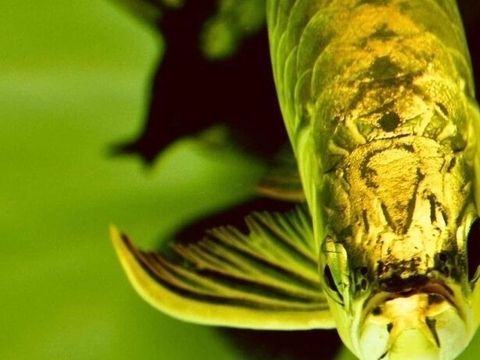 金龍魚(yú)最長(zhǎng)可以多少天不喂東西吃食物：金龍魚(yú)可以堅(jiān)持2-3個(gè)月的時(shí)間不吃食