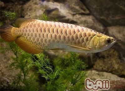 金龍魚最貴品種（最貴的金龍魚品種及種及其價格）