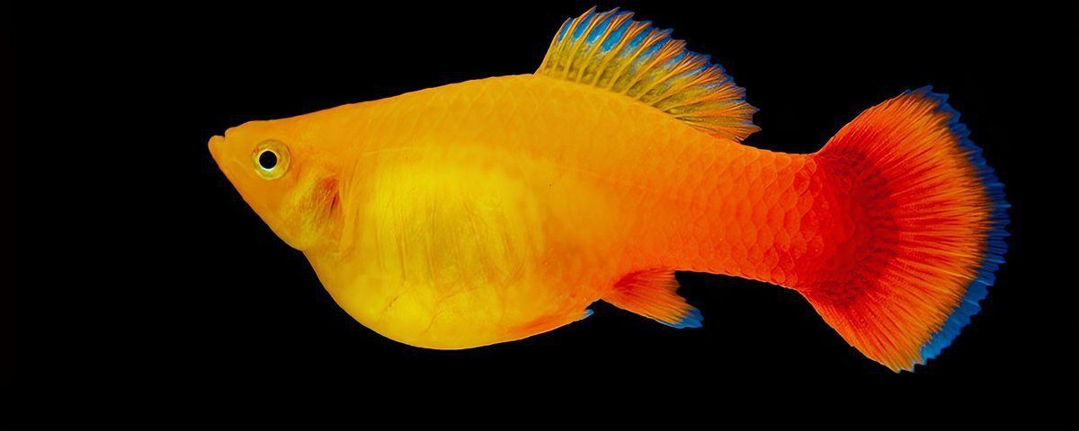 牡丹魚的繁殖與養(yǎng)殖方法