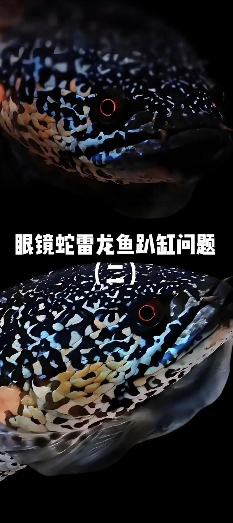 雷龍魚繁殖后多久喂食幼魚？