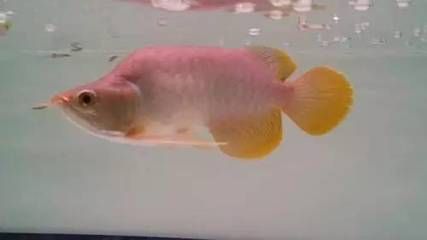 福龍魚有哪幾種品種（福龍魚養(yǎng)殖技巧有哪些福龍魚的養(yǎng)殖技巧有哪些）