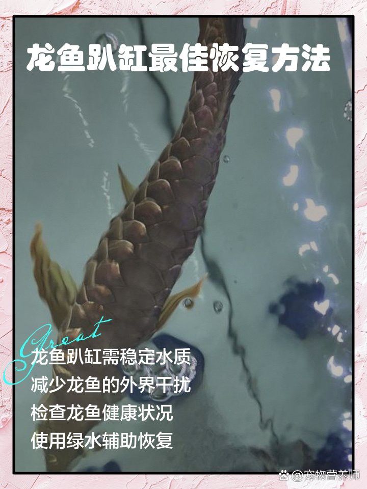 龍魚開燈趴缸會自愈嗎？