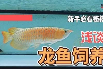 龍魚多少天不喂會死掉：成年龍魚可以一個月不喂食而幼年龍魚需要更頻繁的喂食