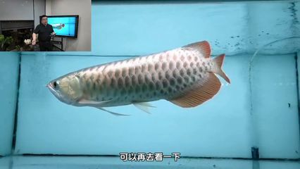 龍魚浮水面不動的解決方法（龍魚停在水面不動怎么辦）
