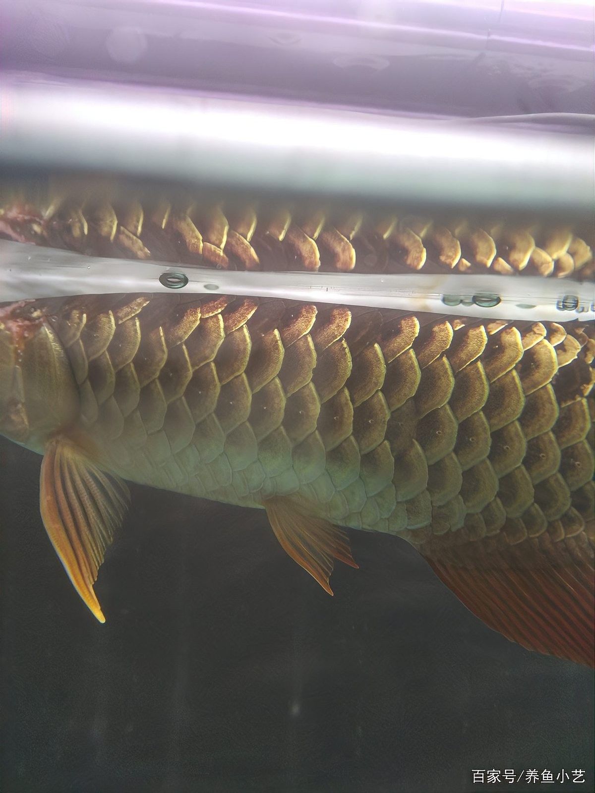 龍魚鱗片感染多久會死？