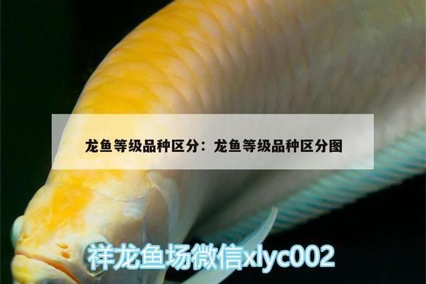 龍魚等級劃分，龍魚市場價值評估,龍魚飼養(yǎng)難度分級,龍魚品種鑒別方法