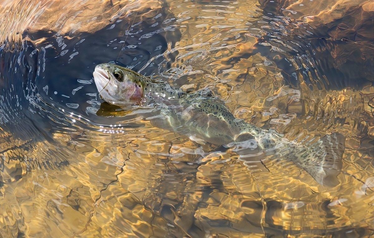龍魚是好養(yǎng)的魚嗎視頻播放