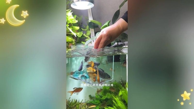 龍魚是好養(yǎng)的魚嗎視頻播放
