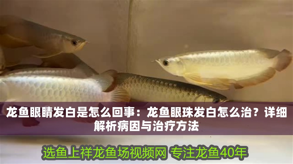 龍魚眼睛發白是怎么回事：龍魚眼珠發白怎么治？詳細解析病因與治療方法