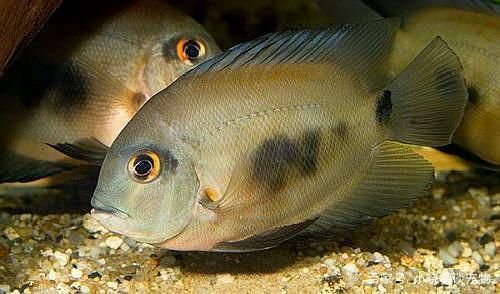紅龍魚性格溫順嗎為什么呢，混養紅龍魚時，有經驗的養魚人士表示，看起來不會打架