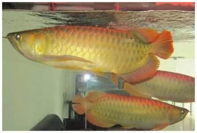 金龍魚背上有白色是怎么回事：金龍魚背上的白色物質(zhì)可能是白點(diǎn)病的癥狀，可能是白點(diǎn)病的癥狀 金龍魚背上有白色是怎么回事：金龍魚背上的白色物質(zhì)可能是白點(diǎn)病的癥狀，可能是白點(diǎn)病的癥狀 龍魚百科 第3張
