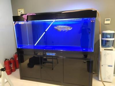 養龍魚新缸怎么養水質好：養龍魚新缸養水質的具體步驟