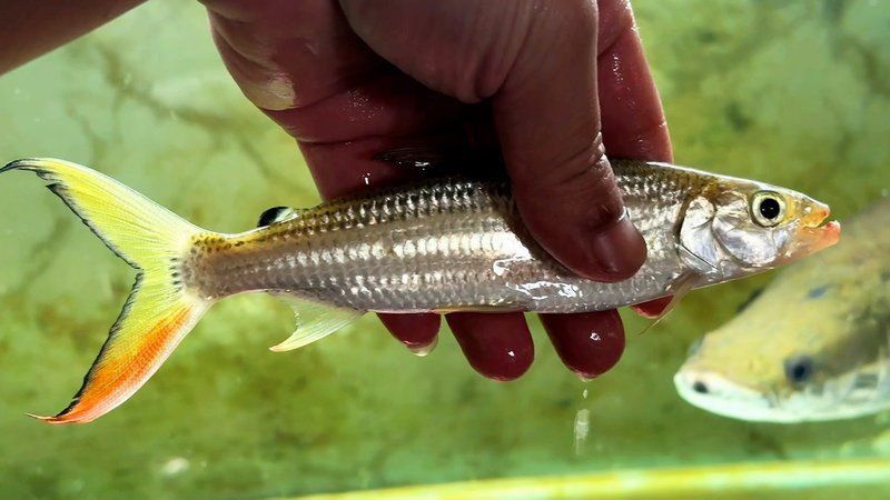 金老虎魚視頻大全免費(fèi)觀看