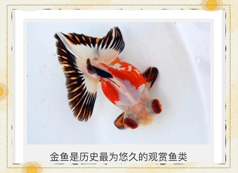金老虎魚視頻大全免費(fèi)觀看