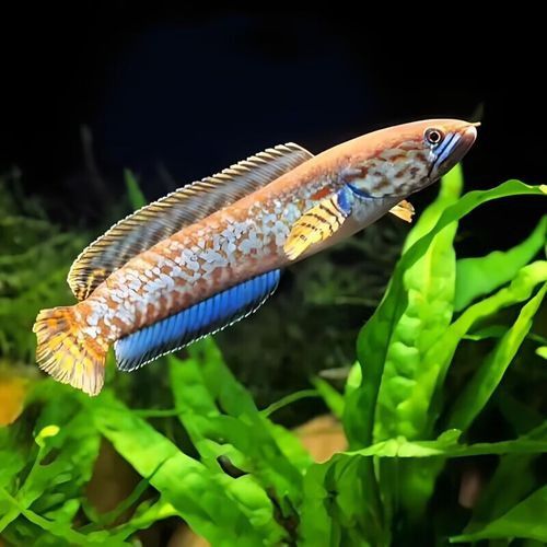 七彩雷龍魚和阿薩姆雷龍魚