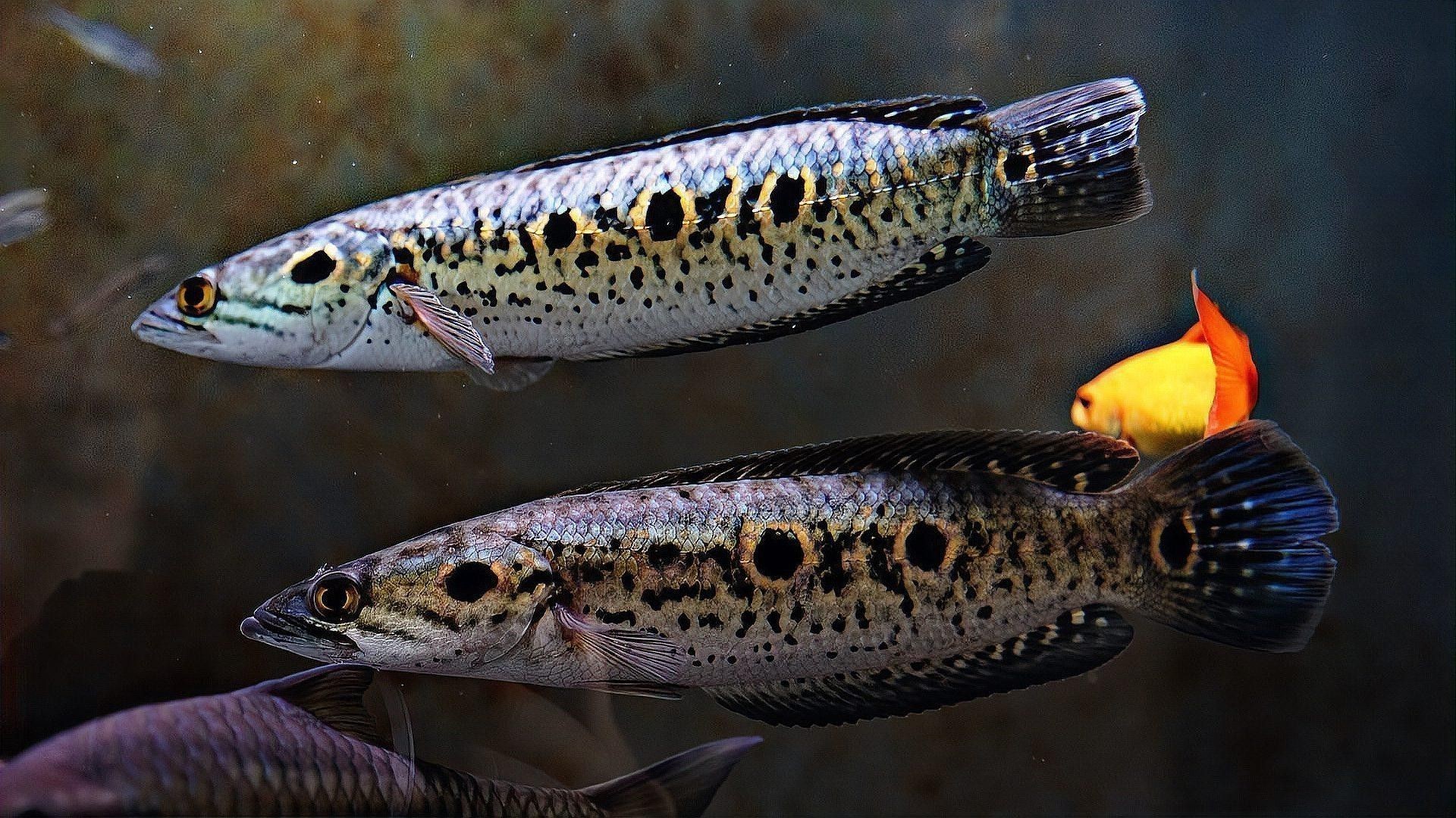 七彩雷龍魚和阿薩姆雷龍魚