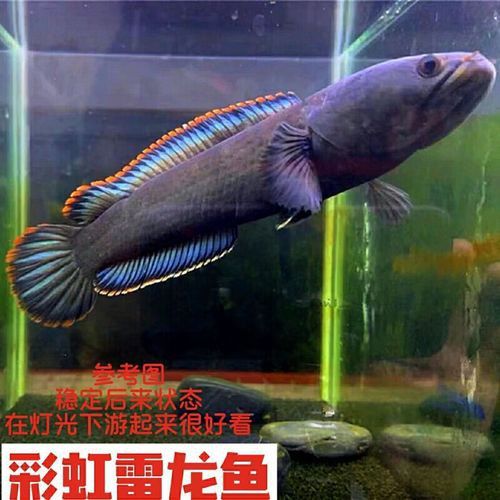 七彩雷龍魚和阿薩姆雷龍魚