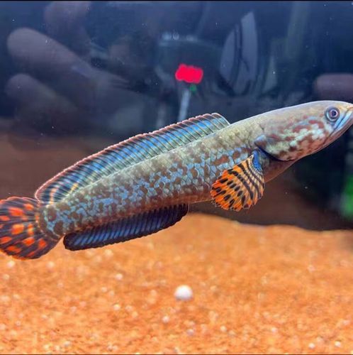 七彩雷龍魚和阿薩姆雷龍魚