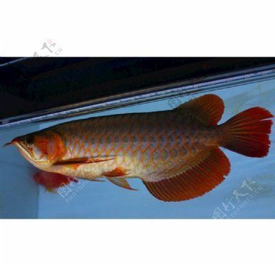 極品紅龍魚價(jià)格多少：極品紅龍魚的價(jià)格取決于其品種或個(gè)體的價(jià)格信息