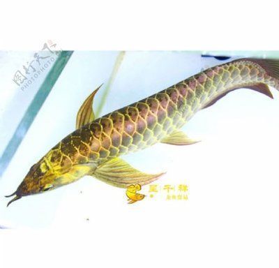 極品紅龍魚價(jià)格多少：極品紅龍魚的價(jià)格取決于其品種或個(gè)體的價(jià)格信息